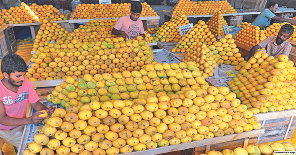 Mango crop ruined: Aam becomes ‘khaas’